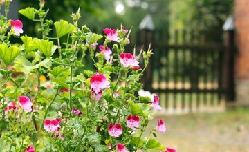Blumen