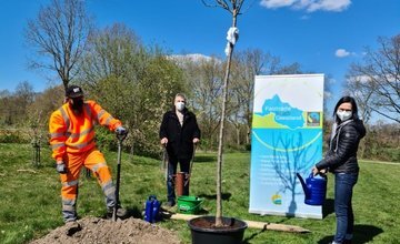 Mitarbeiter der Stadt Geestland pflanzen einen Apfelbaum