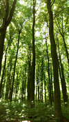 langen_friedrichsruh_bume_2_9342394104_o
