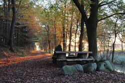 Wald Kührstedt