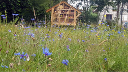 Bluehstreifen-Streuobstwiese-Koehlen