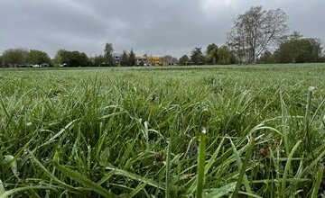Wiese Kurpark