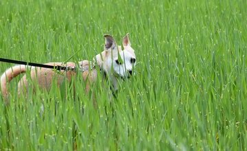 Hund im Gras