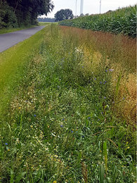 Bluehstreifen-Wegeseitenraum-Kuehrstedt-Alfstedt