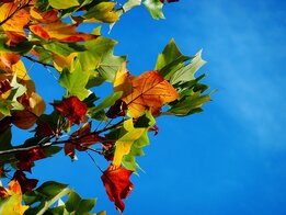 Herbstbild - Pixabay-günter Herbstbild