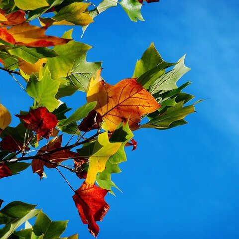 Herbstbild