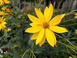 Bluete-Offene-Gartenpforte-2020 Bluete-Offene-Gartenpforte-2020