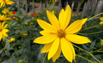 Bluete-Offene-Gartenpforte-2020