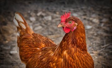 Huhn