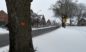 Markierter Baum an der OD Debstedt