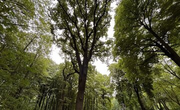 Eiche im Park Friedrichsruh