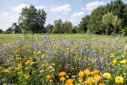 Blühwiese Kurpark - Florian Trykowski