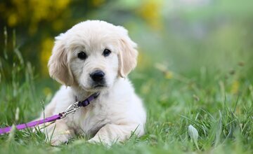 Hund an der Leine liegt im Gras