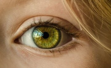 Auge