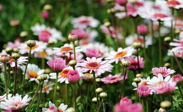 Blumen