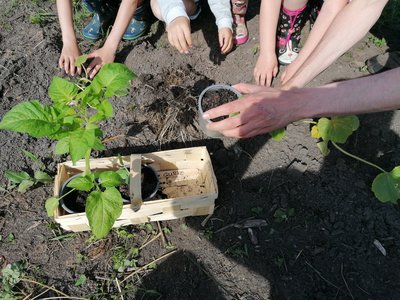 Viele Hände auf dem Gemüseacker