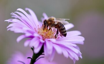 Biene auf Blume